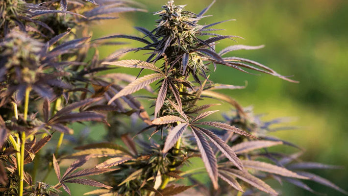 Efeitos e Benefícios do THC-JD