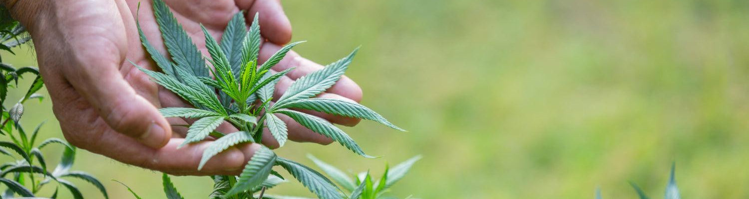 A Arte de Aparar Cannabis: Um Guia de Técnicas e Cuidados-Canapuff