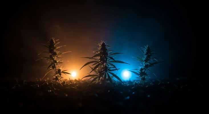 Como Usar Flores de Cânhamo