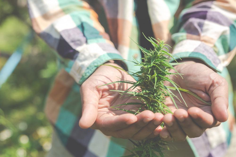 Guia Definitivo de Produtos de Cannabis | Escolhe o Melhor-Canapuff