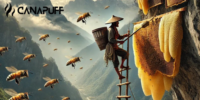 Mel louco, mel do Nepal, efeitos psicadélicos, colheita de mel