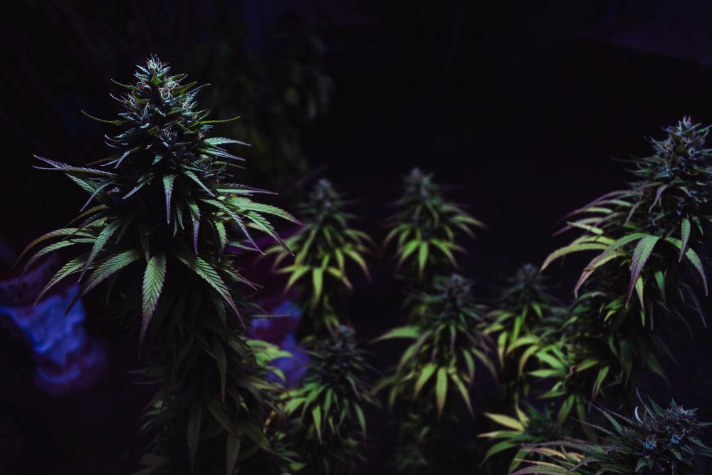 Melhores dicas para plantar e armazenar sementes de canábis-Canapuff