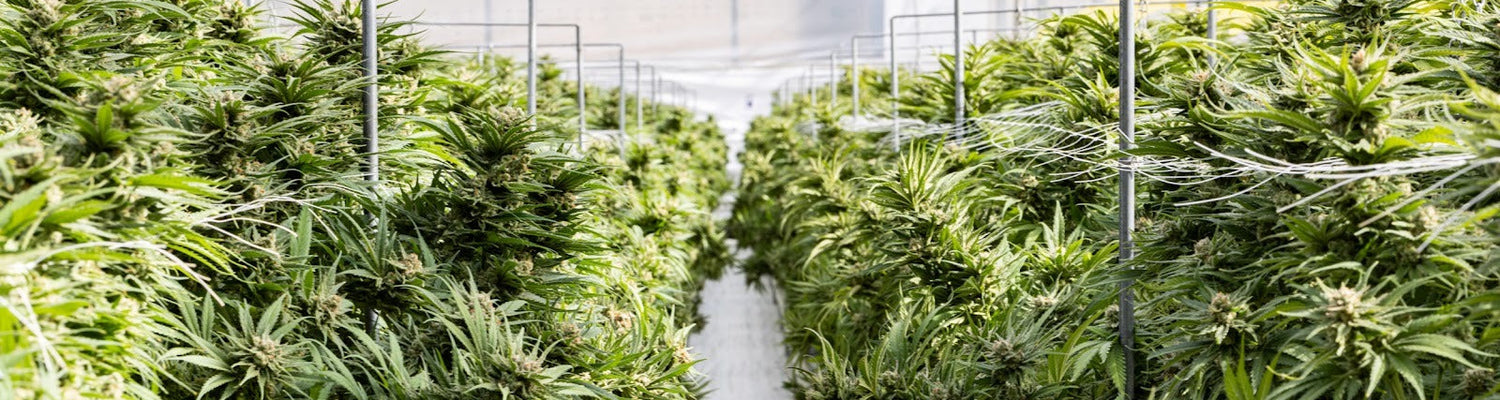 Exploring the Difference Between Cannabinoids: Which One Works Best for You?