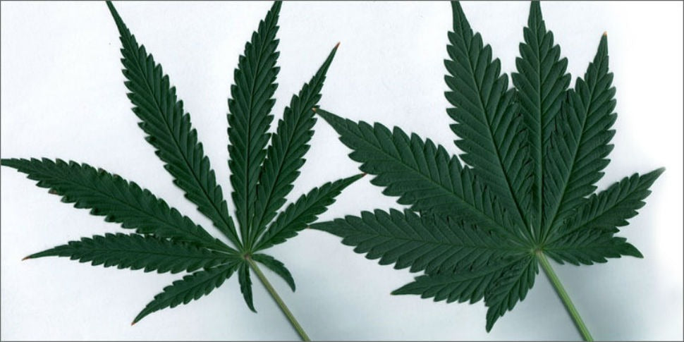 What Is the Difference Between Indica and Sativa?