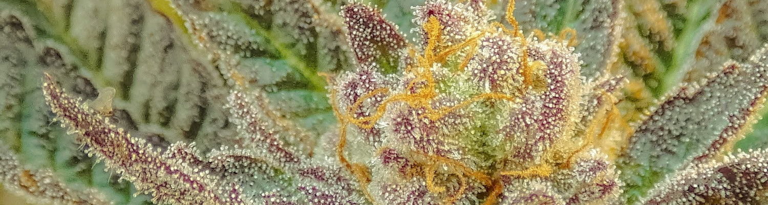 What are THC and THCV?