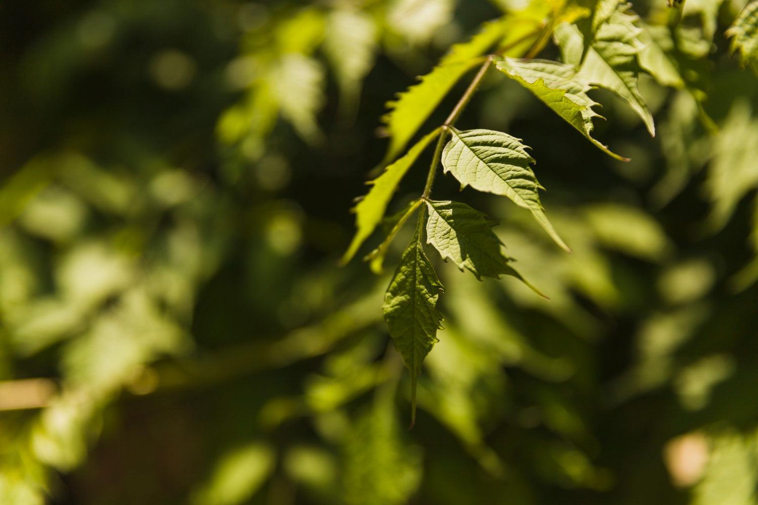 Plantação de Sementes de Cannabis: Passos Essenciais para um Crescimento Ótimo-Canapuff