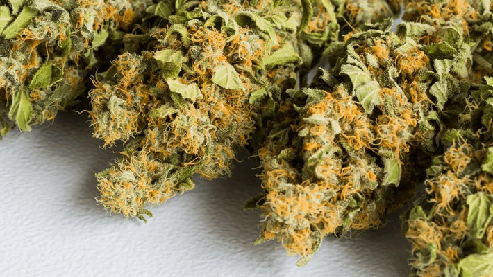 HHC PO o Futuro da Inovação em Cannabis