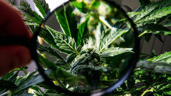 Benefícios e Riscos do THC-B