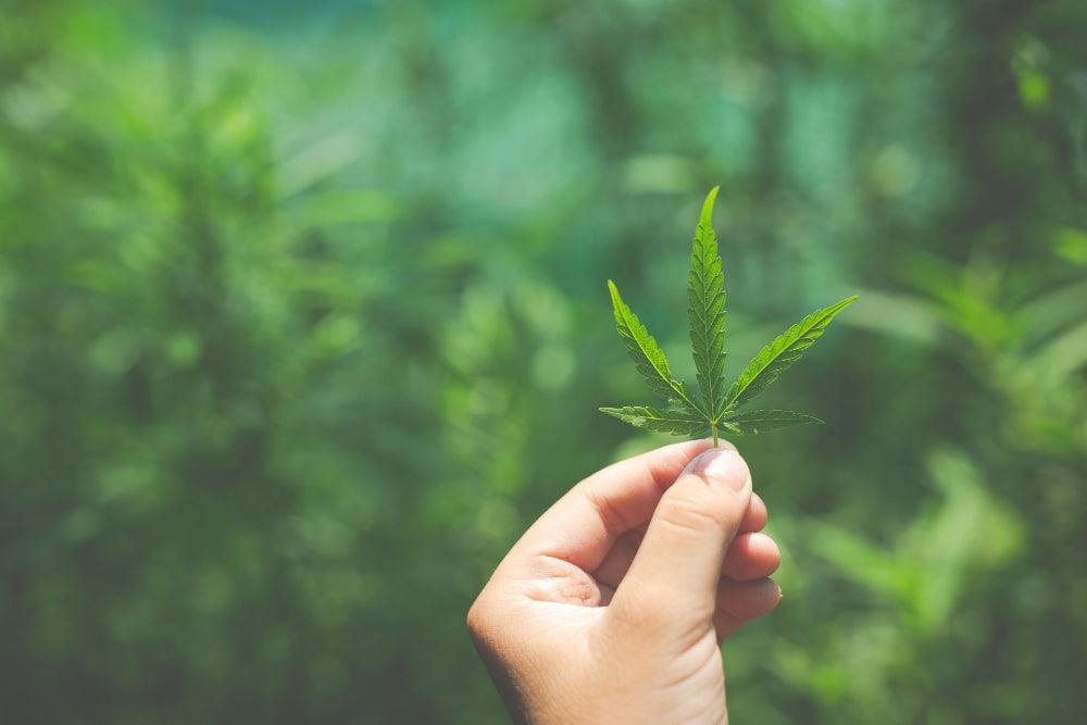 Mão segura folha de cannabis