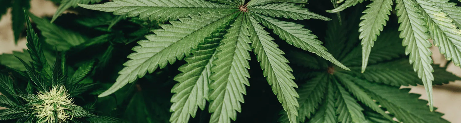 Diferença entre THCP, HHC e CBD Canapuff