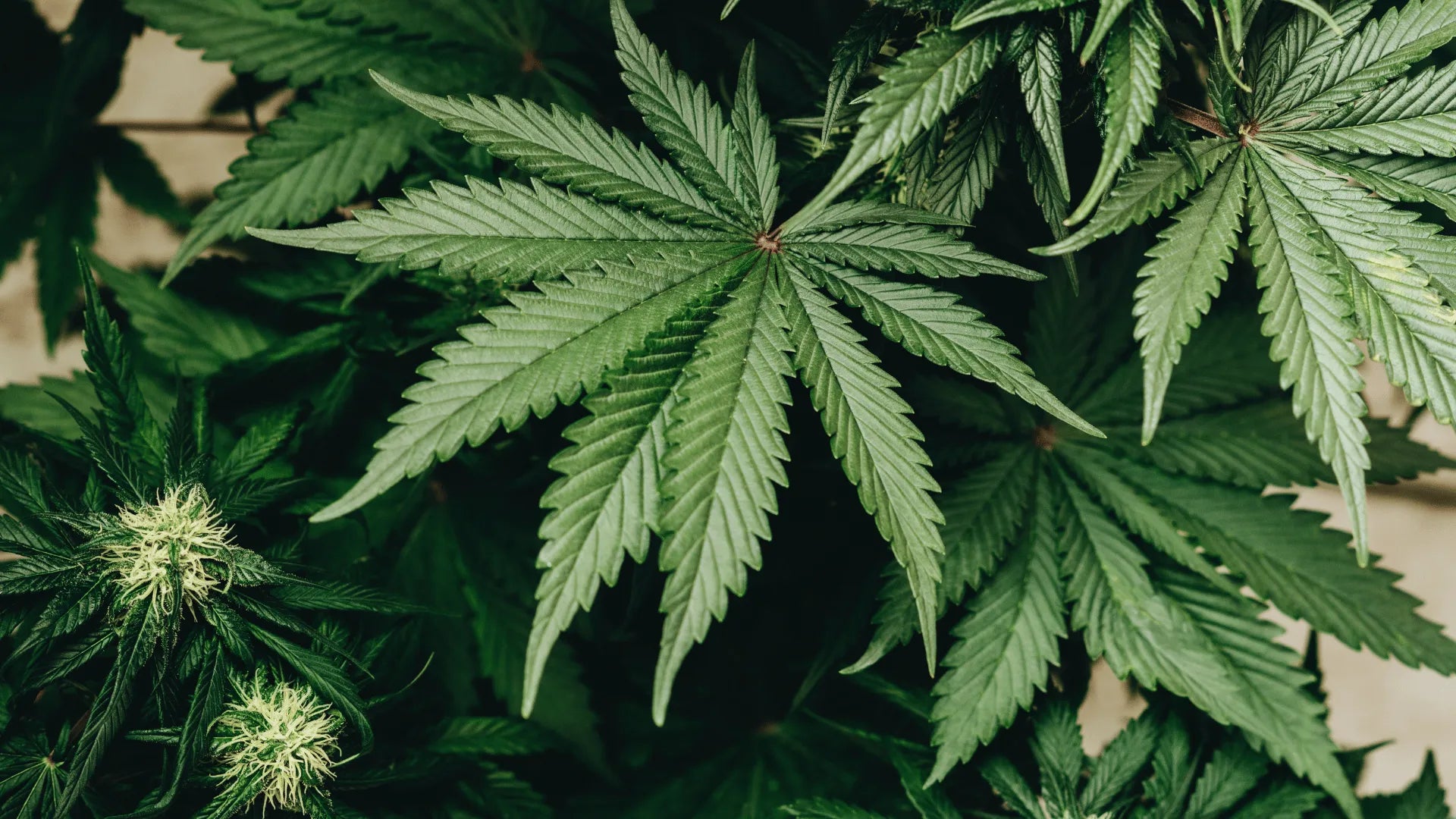 Diferença entre THCP, HHC e CBD Canapuff