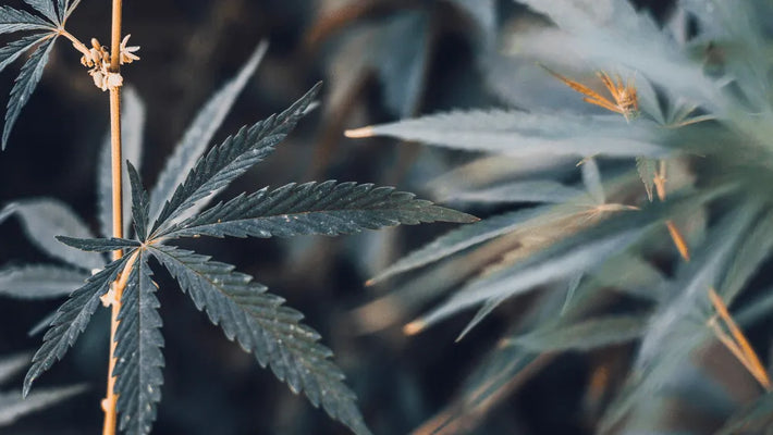 CBG9: Tudo o que precisas de saber