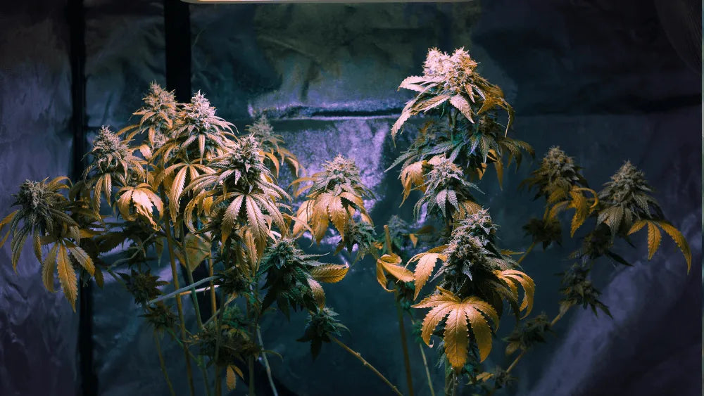 O que é CBDP: um canabinoide raro