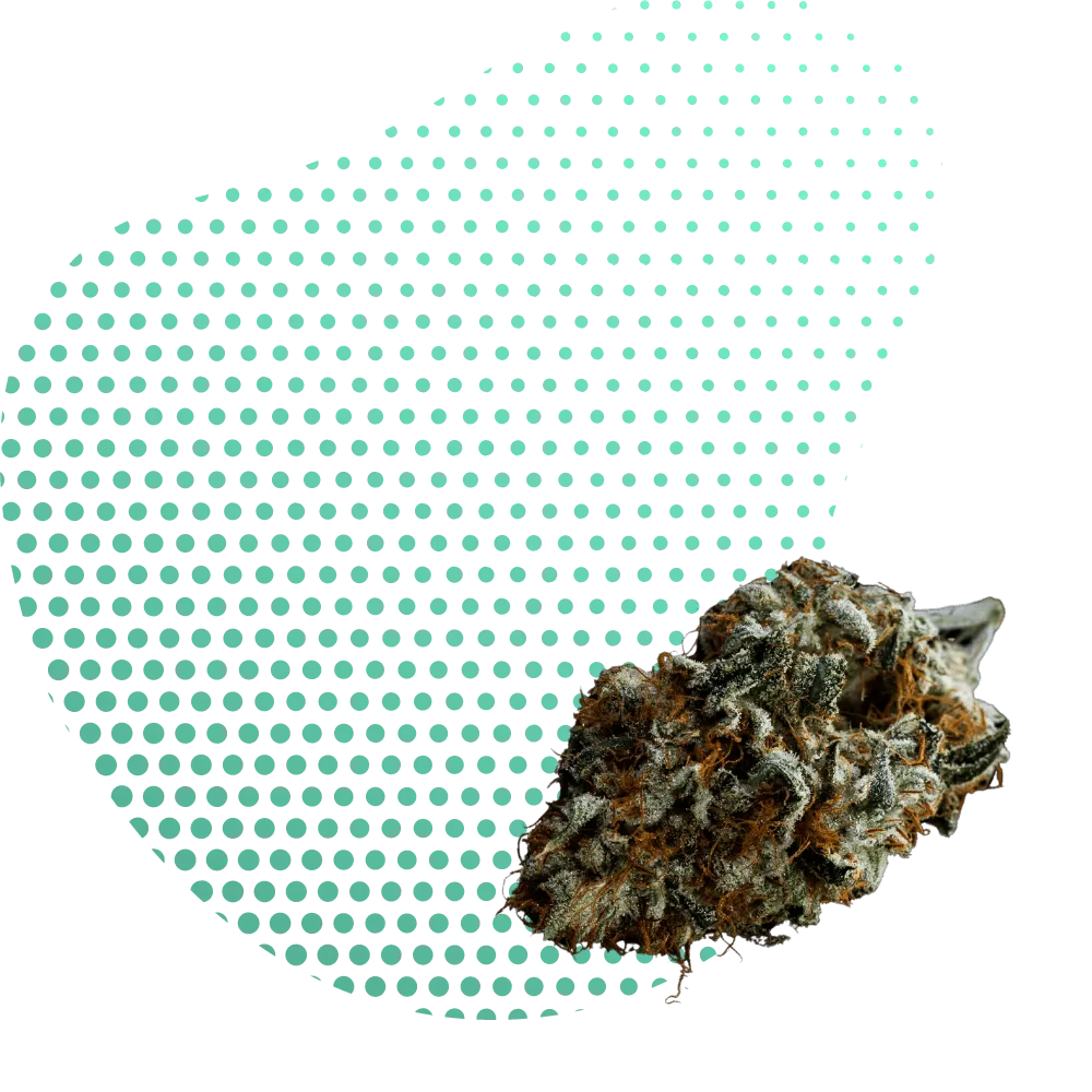 Flores 10-OH-THC - Canapuff