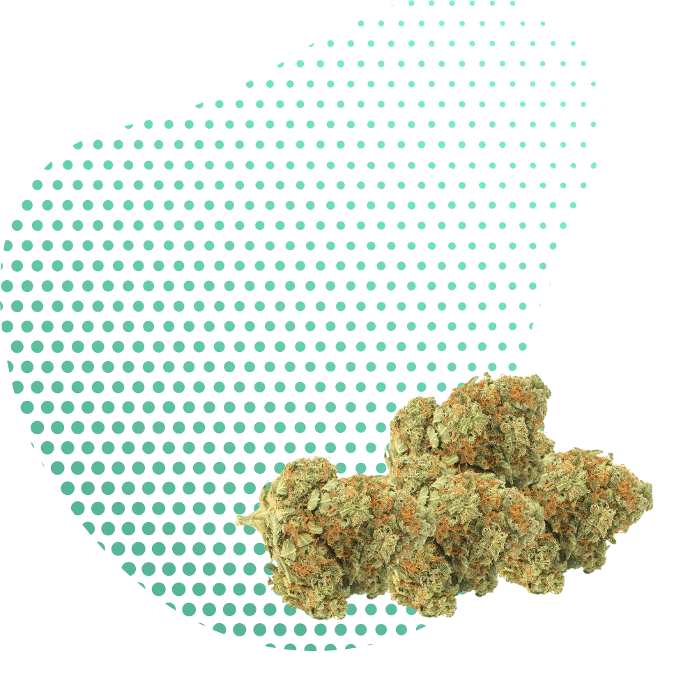 10-OH-HHC-Canapuff