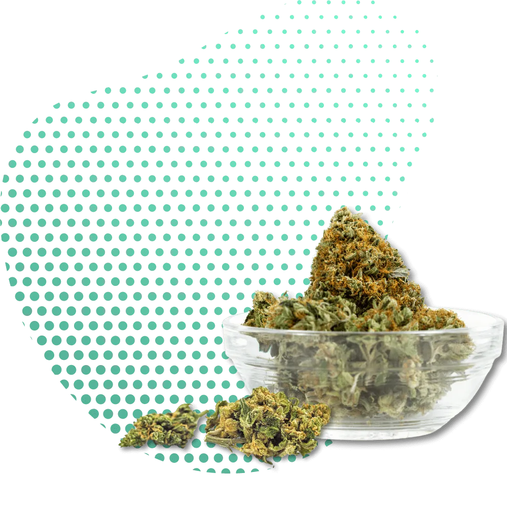 10-OH-HHCP-Canapuff