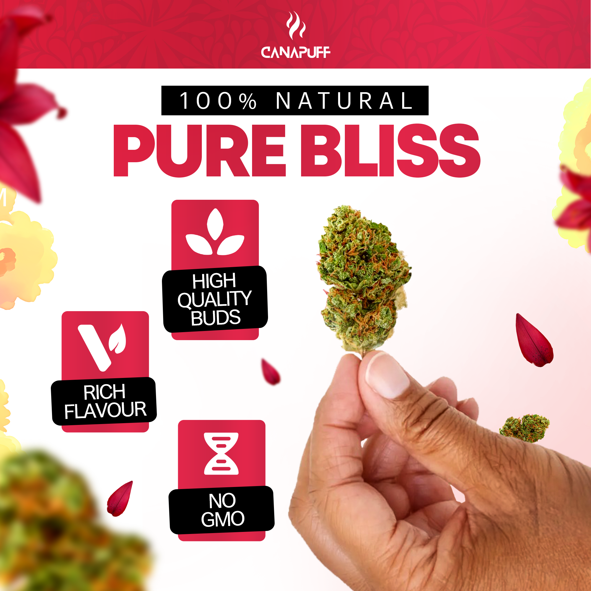 Canapuff - Lemon Cherry Gelato 65% - HHC-A Flores-Canapuff