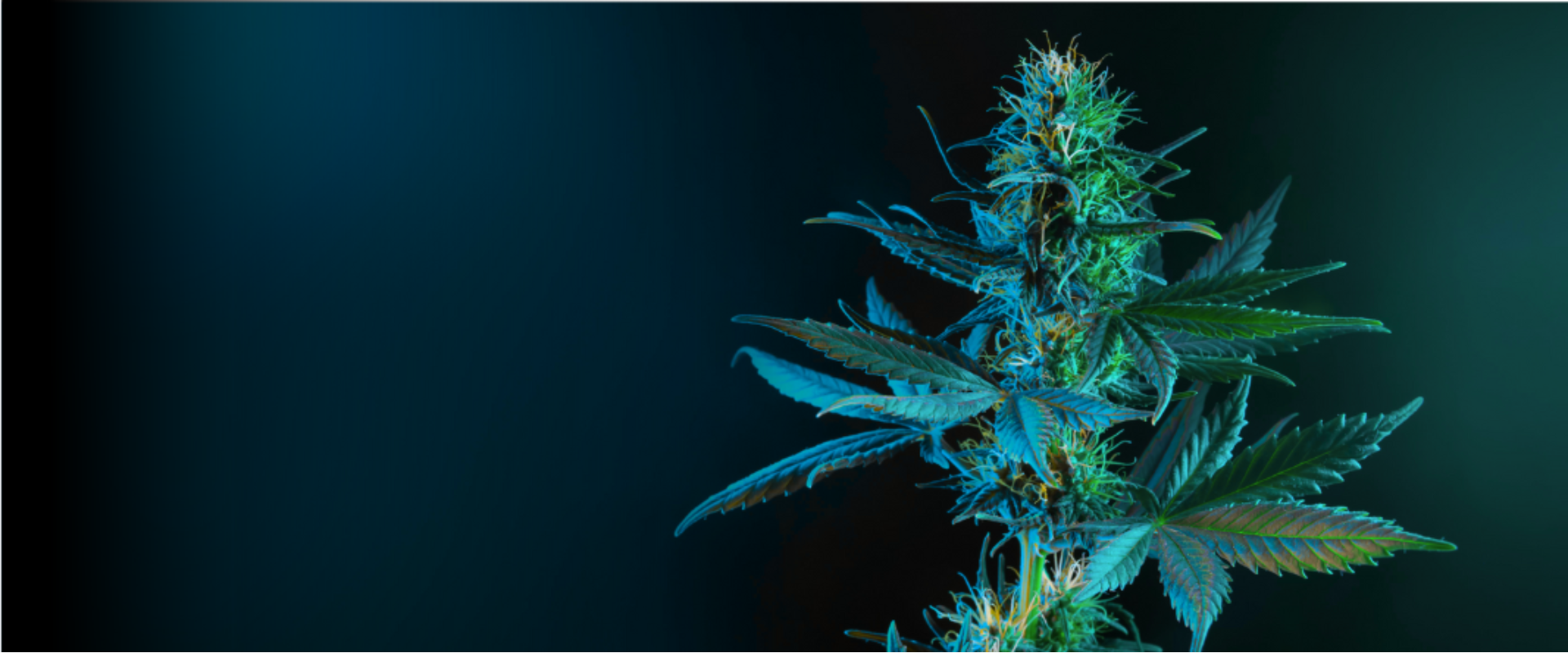 Planta de cannabis com fundo escuro