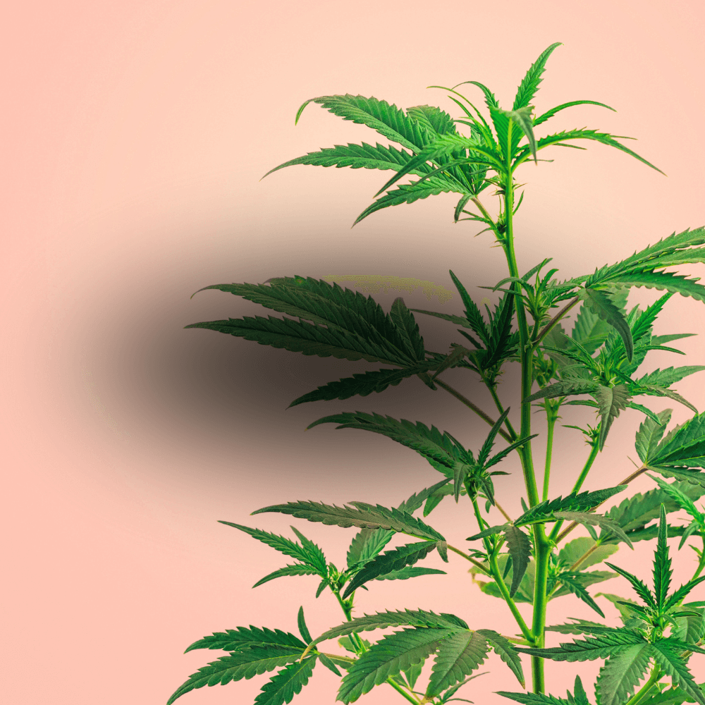 Flores de cannabis canapuff