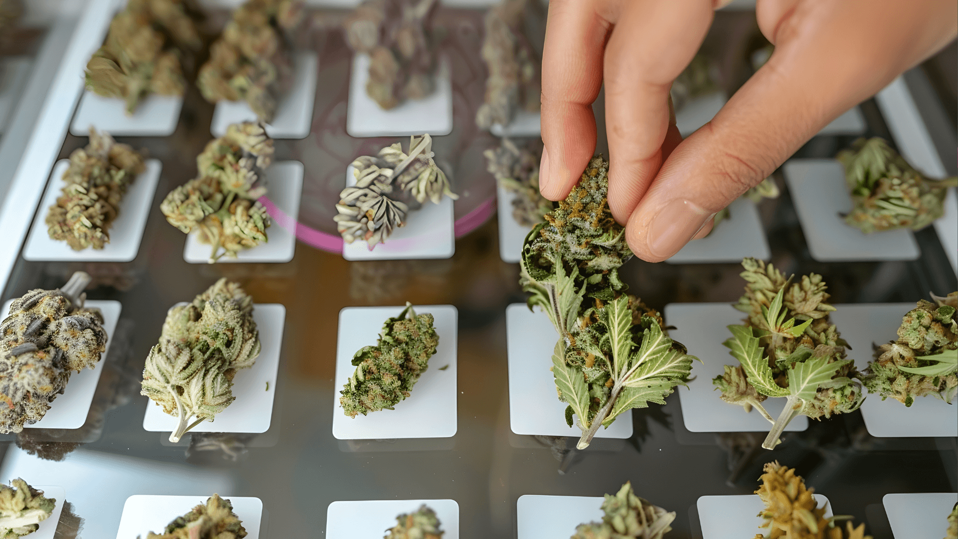 Comprar Cannabis em Hamburgo