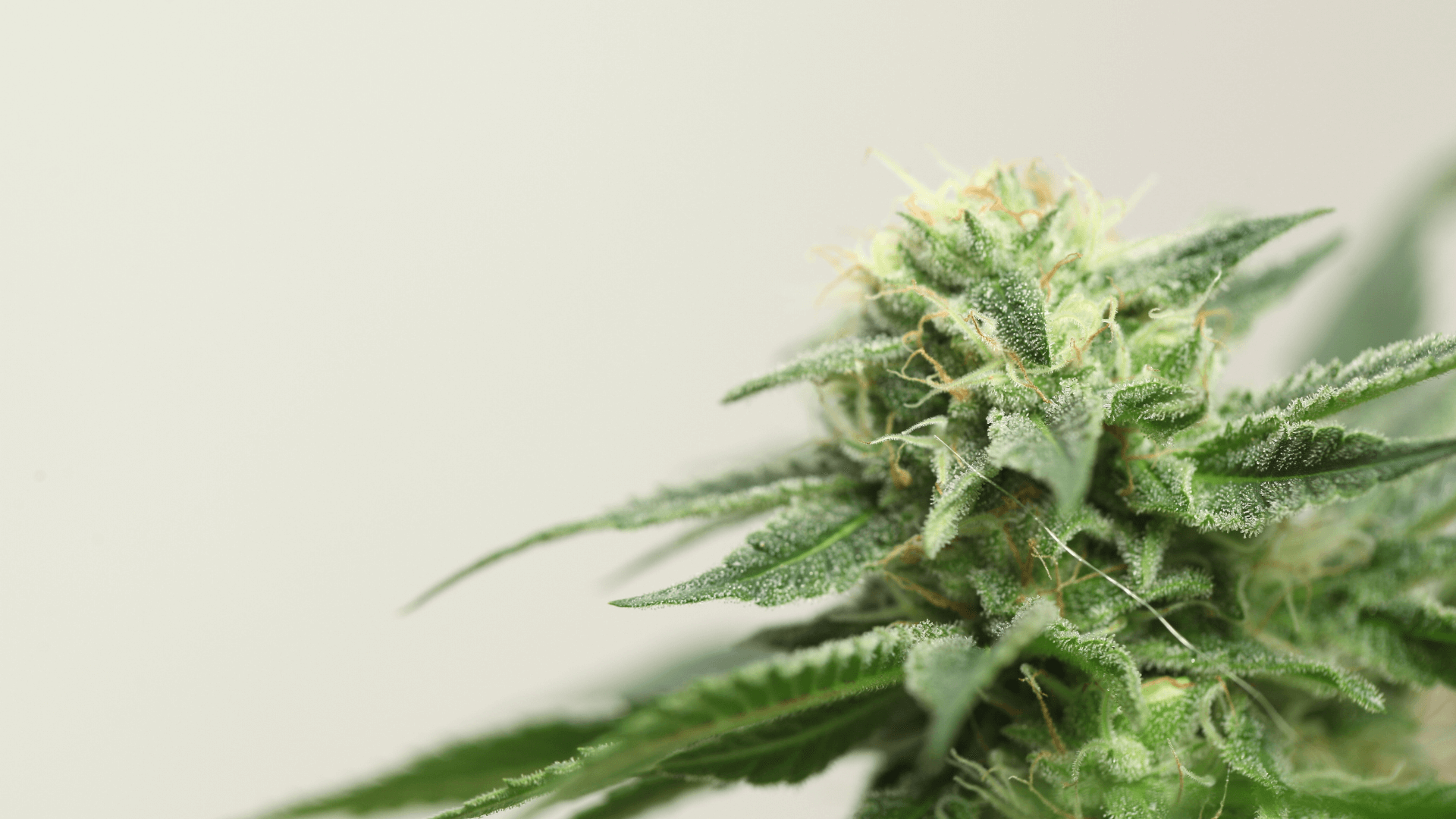 contacta-nos Canapuff Cannabis