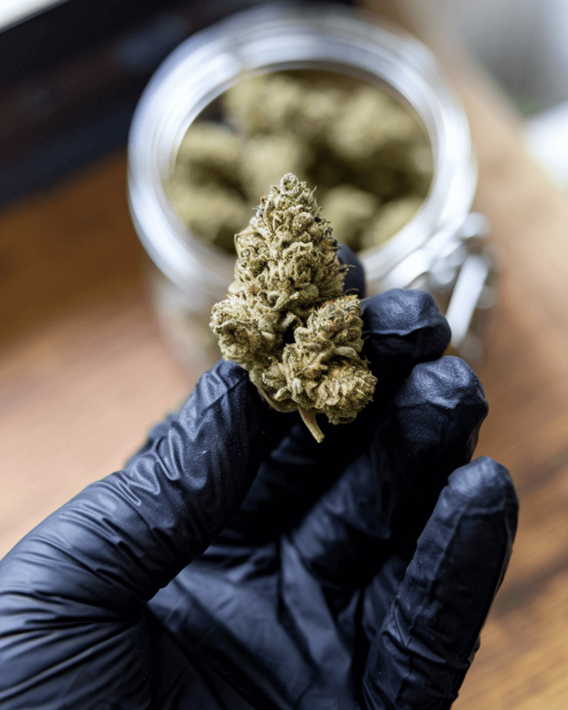 A cannabis é legal na Alemanha?