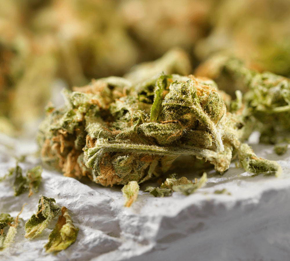 flores de cannabis thp420