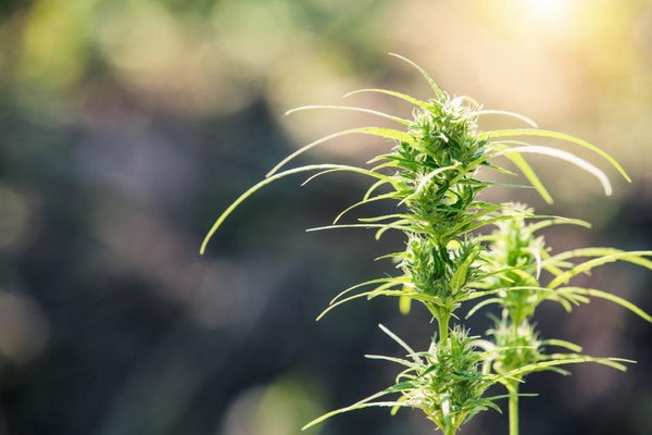 Delta-8 THC: Effects, Legality and Products-Canapuff