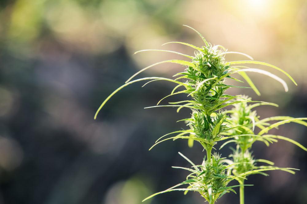 Delta-8 THC: Efeitos, Legalidade e Produtos-Canapuff
