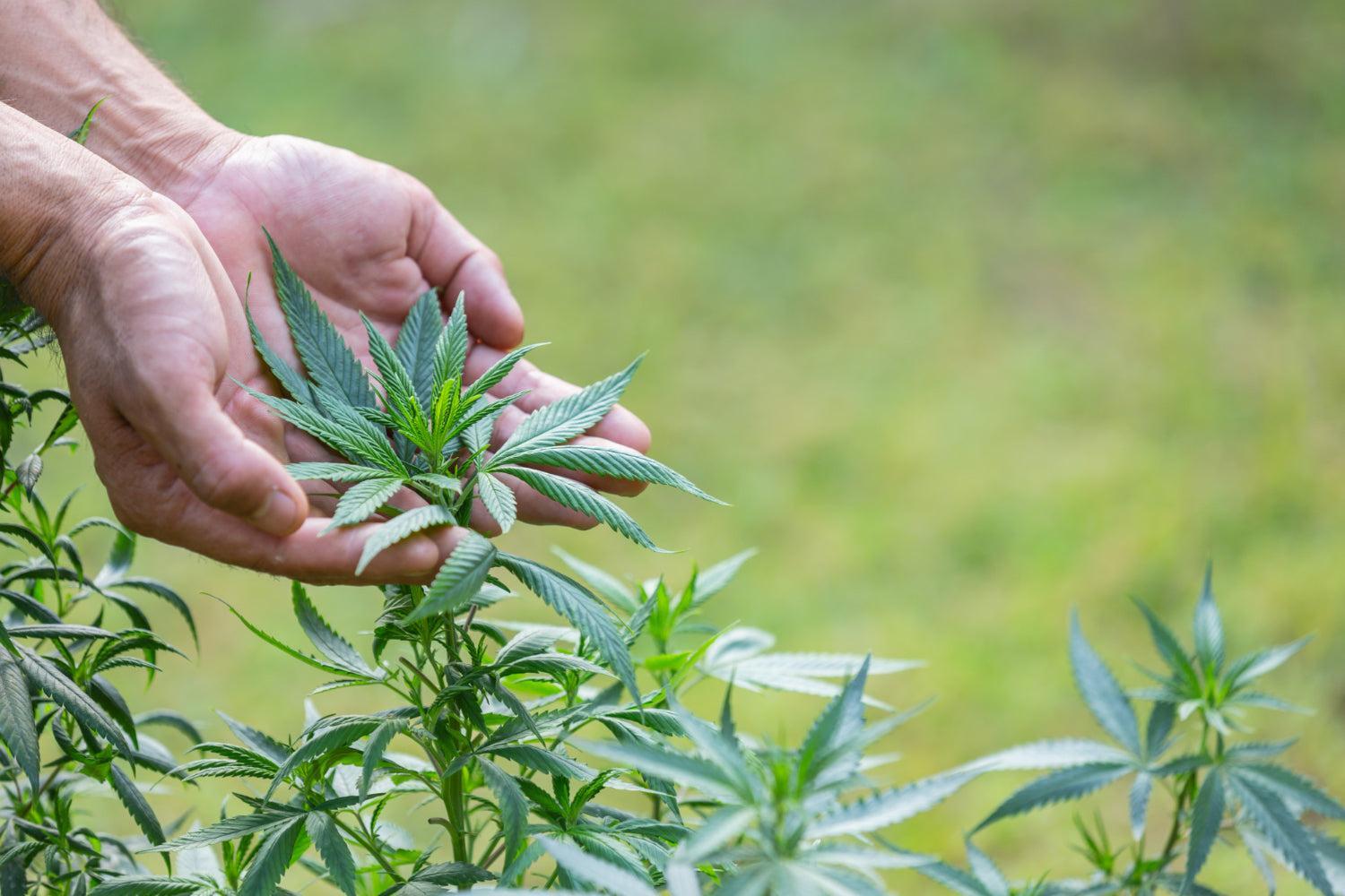 A Arte de Aparar Cannabis: Um Guia de Técnicas e Cuidados-Canapuff