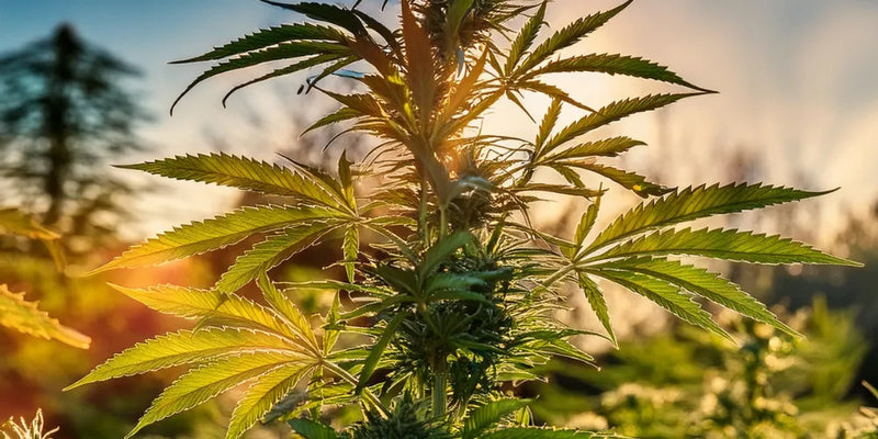 Domina o cultivo de cannabis autoflorescente no exterior-Canapuff