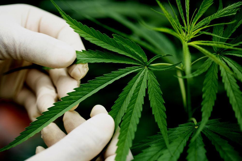 Folhas de cannabis