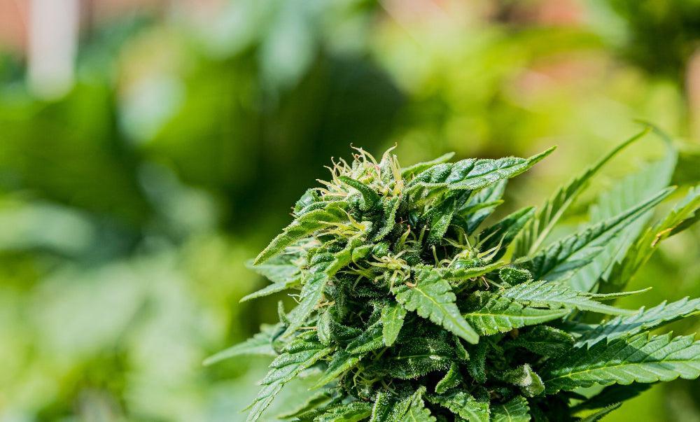 Guia Completo da Fase de Floração da Cannabis-Canapuff