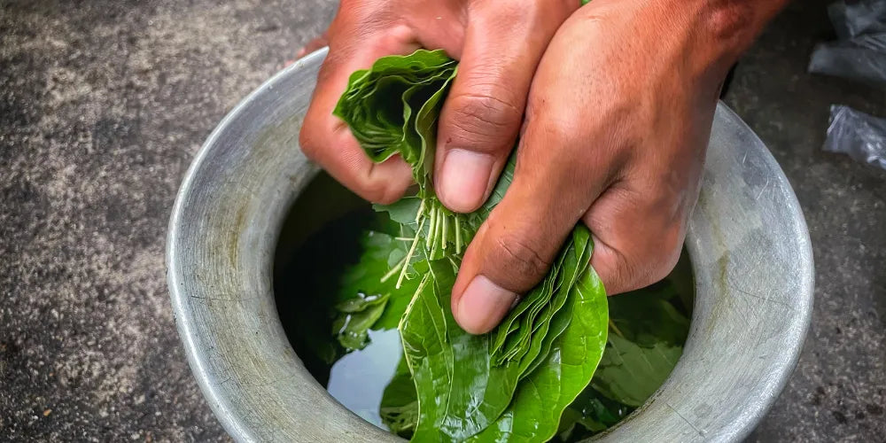 quanto kratom tomar