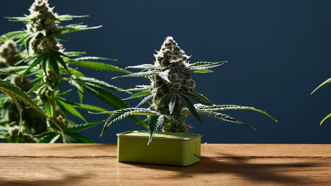 Static hash: the clean dry sift made with static electricity