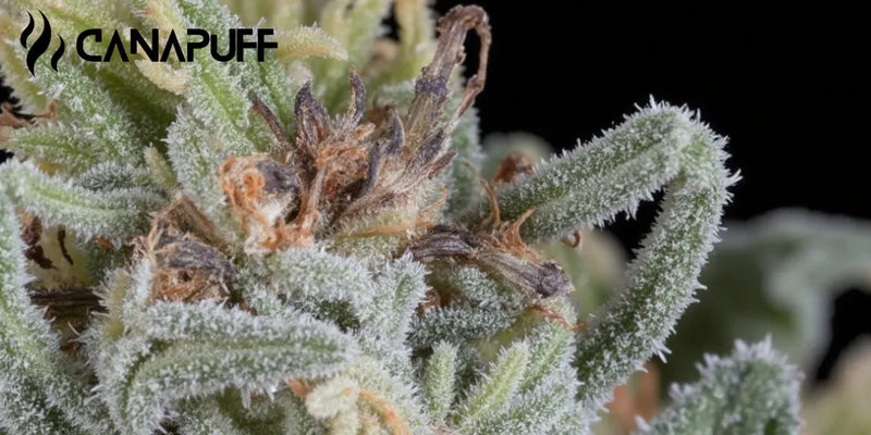 Tricomas: A Ciência e as Aplicações Práticas na Cannabis-Canapuff