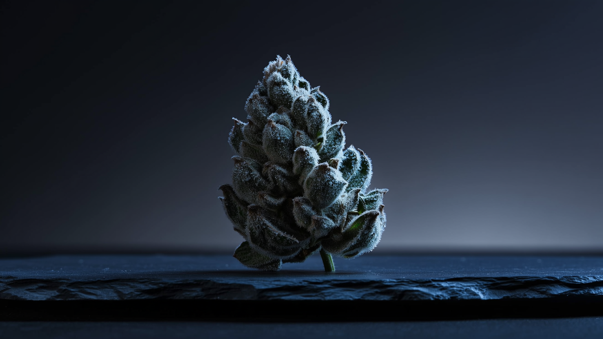 Close-up of a frost-covered cannabis bud resting on a dark stone surface against a gradient background.
