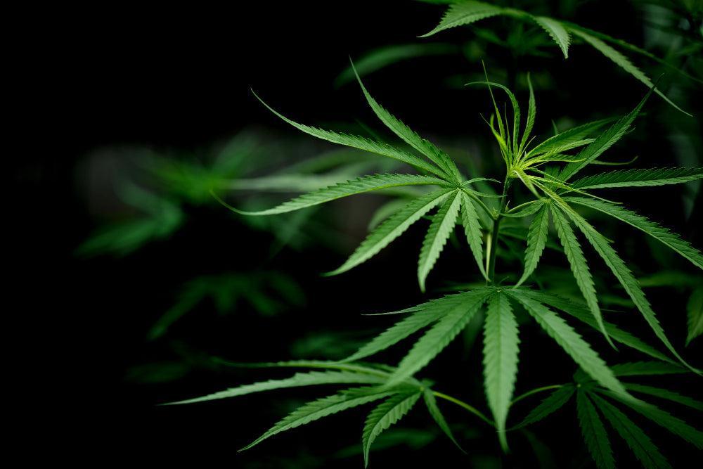 HHC Ban in Germany June 14, 2024: Important Information-Canapuff