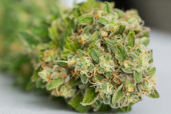 Armazenar Sementes de Cannabis: Benefícios, Riscos e Melhores Práticas-Canapuff