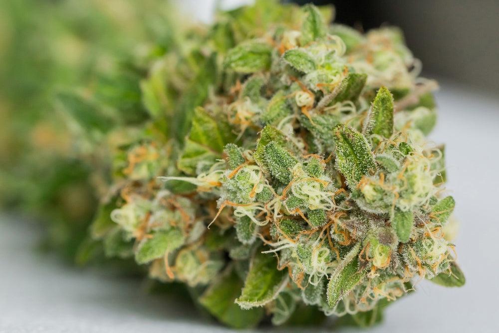 Armazenar Sementes de Cannabis: Benefícios, Riscos e Melhores Práticas-Canapuff