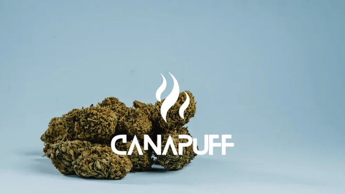 A maior marca de canabinoides na Europa