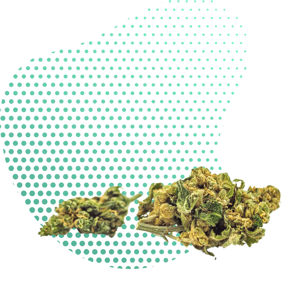 Flores HHC-A-Canapuff