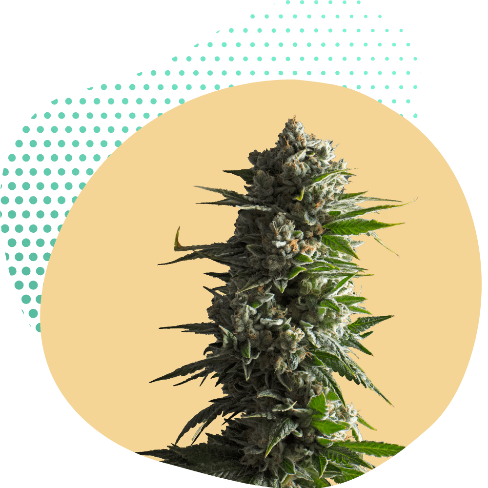 cbg9 flowers buds canapuff